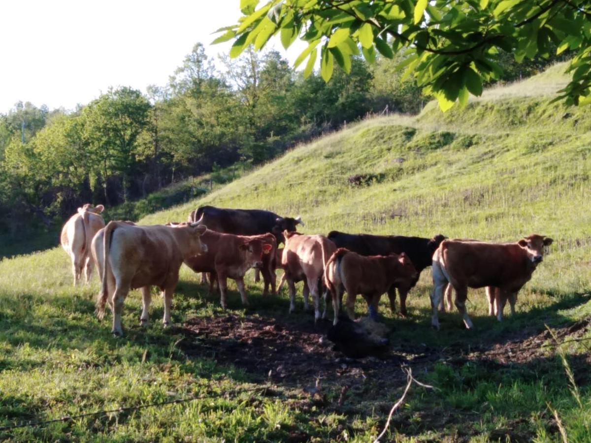 028 - Agriturismo "Il Boschetto" Con Piscina, Pace E Natura - Camera Familiare Cavizzano Dış mekan fotoğraf